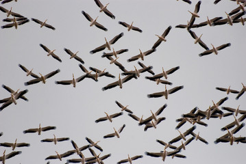 Flock of Migratory Birds