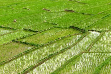 Terrace field plantation