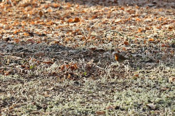 Rotkehlchen (Erithacus rubecula) bei der Nahrungssuche im Winter

