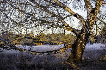 Birke an einem Wintermorgen