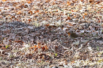 Rotkehlchen (Erithacus rubecula) bei der Nahrungssuche im Winter
