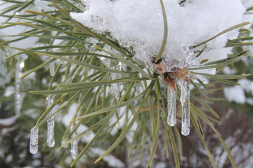 белый снег на зеленой ветке сосны © zelinskaalla