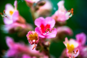 Obraz premium Closeup of pink flowers of the horse-chestnut tree