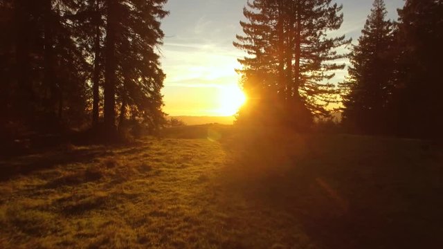 Aerial low flying shot at sunset over rolling California hills and through redwood trees towards the sun. Lush green grass, bright dazzling sunlight during golden hour. Starts low and rises to reveal.