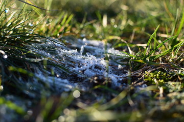 Frozen grass in winter