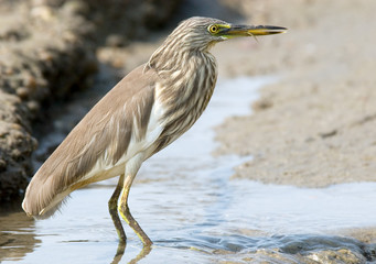 Indian Pond Heron. Goa, India