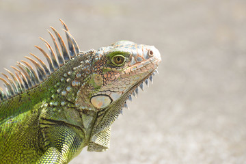 Iguana