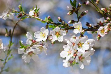 Flowering almond tree