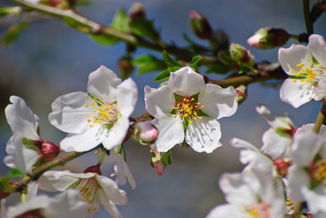 Fototapeta na wymiar Flowering almond tree