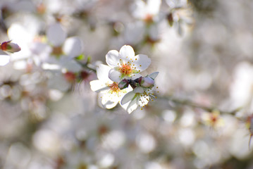 Flowering almond tree
