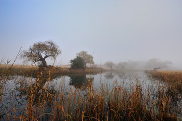 Misty morning along the river