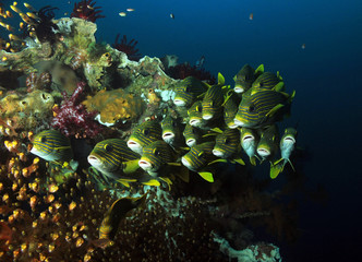 Fototapeta na wymiar Schooling Glassfish and Ribboned Sweetlips at a Colorful Coral Reef. Raja Ampat, Indonesia