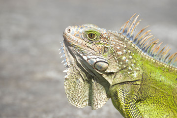 Iguana