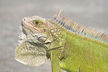Iguana