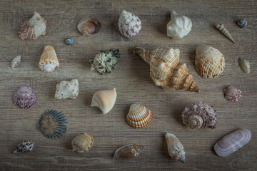 Muscheln