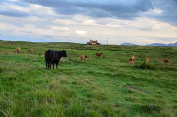 Cows in Scotland