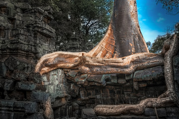Angkor, tempio del Ta Phrom