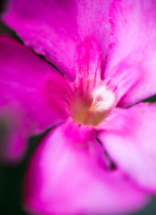 Fototapeta na wymiar Nerium oleander pink flower