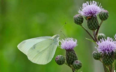 Biały motyl © Pawel