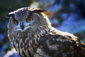 Bubo bubo owl