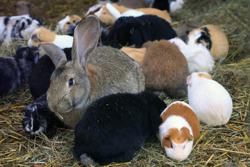 Naklejka premium Guinea pigs and rabbits
