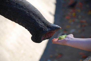 A child is feeding an elephant