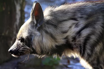  Striped hyena- Hyaena hyaena © Jolanta Mayerberg