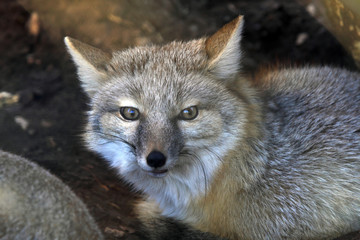 Naklejka na ściany i meble The Corsac Fox (Vulpes corsac)
