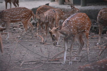 fallow deer in the forest