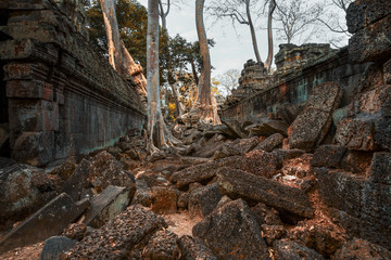 Angkor, tempio del Ta Phrom