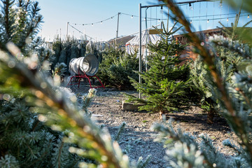 Christmas trees on sale at German Christmas market