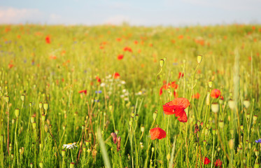Pictures of poppies flowers. Blooming red poppies  flowers with wildflowers.