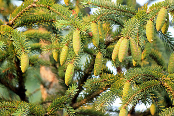 Fir tree branches with cones close up