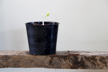 Sapling in a pot
