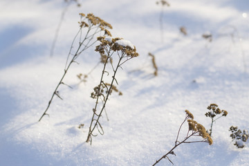 Dried grass in snow