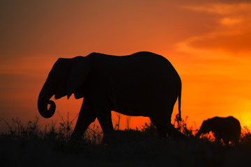Backlight of african elephant at sunset