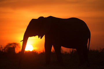 Fototapeta na wymiar Backlight of african elephant at sunset