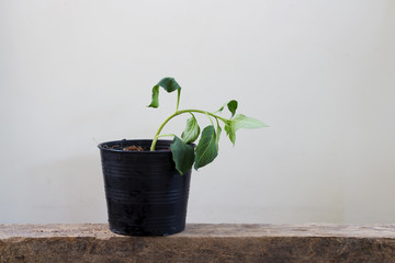 Withered plants in pots