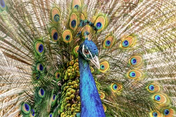 Fotobehang Beautiful peacock © Nadia