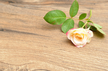 A single pink rose isolated against a wooden background