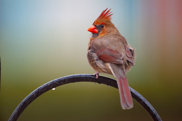 Female Cardinal