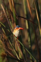 Malachiteisvogel (Alcedo cristata) sitzt im Schilf; Okavango Delta, Botswana