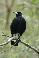 Flötenvogel (Gymnorhina tibicen) in Queensland, Australien