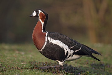 Rothalsgans (Branta ruficollis)