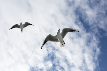 Obraz premium Seagull