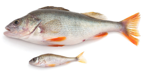 Fresh zander.