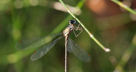 libellule 