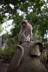 young monkey with funny haircut sitts on a temple statue and looks down