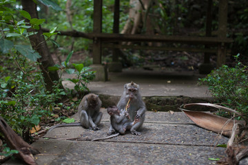 Baby monkey is feeding its mother with a peace of food in a cute familiar situation