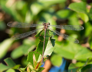libellule 